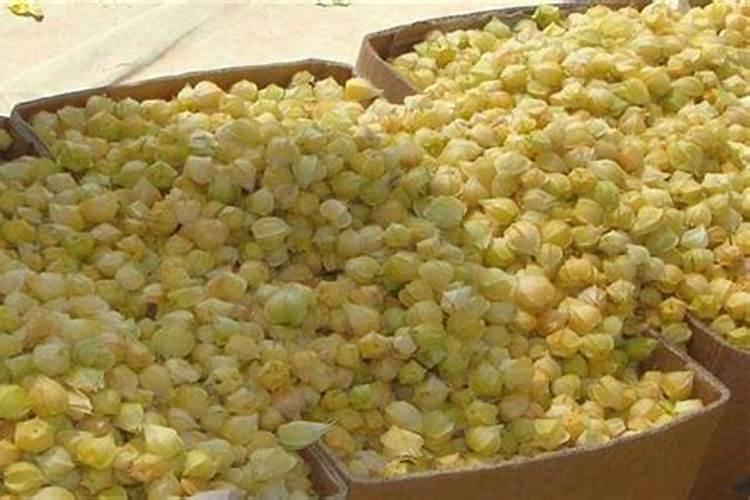 施钙肥哪时候最合适 钙肥最佳施肥时间