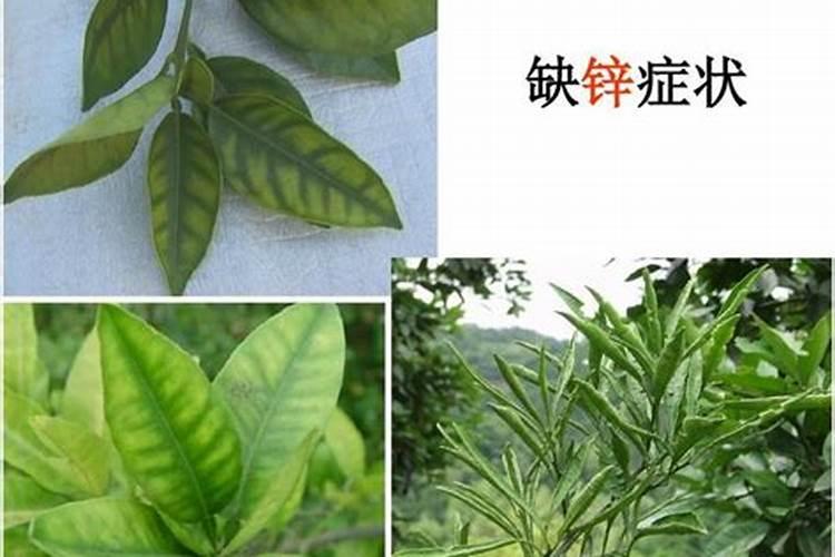 锌肥的使用禁忌有哪些？如何正确选择锌肥