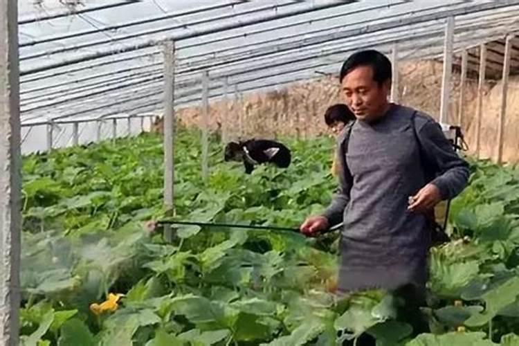 土豆沟撇草木灰好吗