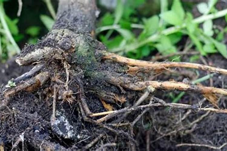 芸苔素的使用方法