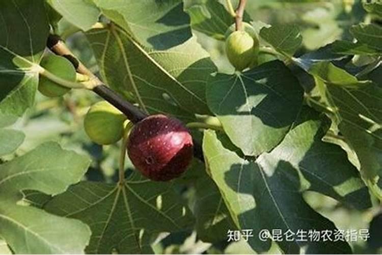 无花果树施什么肥料最好