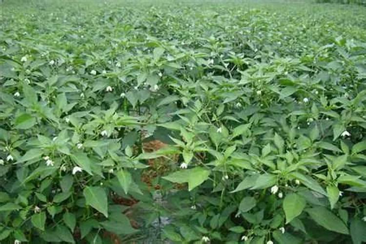 辣椒在开花期滴钾肥可以吗