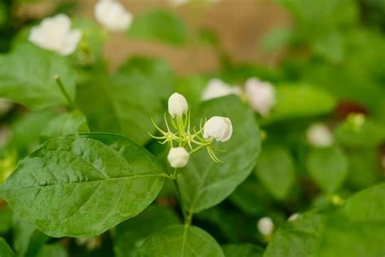 想要茉莉花开花多该如何施肥