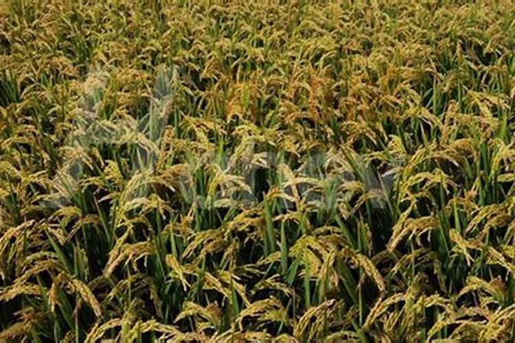 开花结果施肥用什么肥料