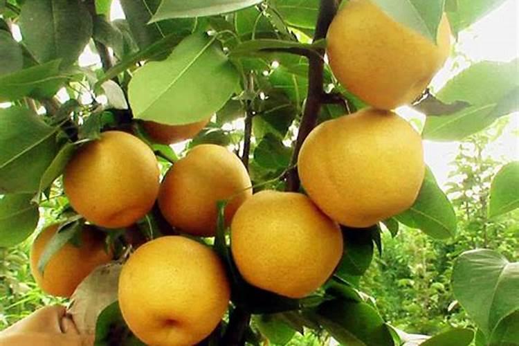 授粉结束后打叶面肥有用吗