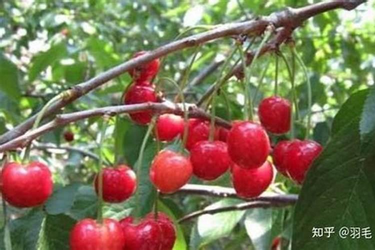 大樱桃树每棵树秋季施多少复合肥