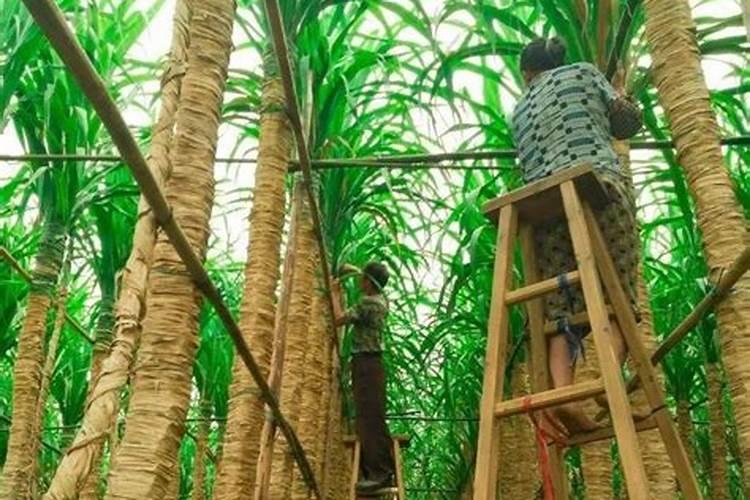 甘蔗怎样施肥才正确