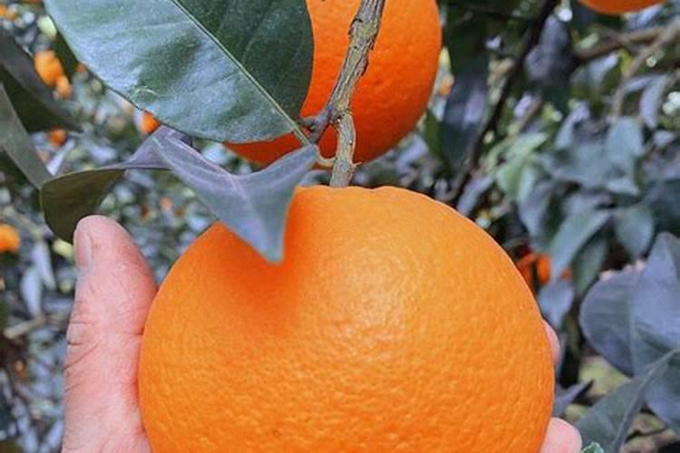 三年令脐橙怎么样施肥？