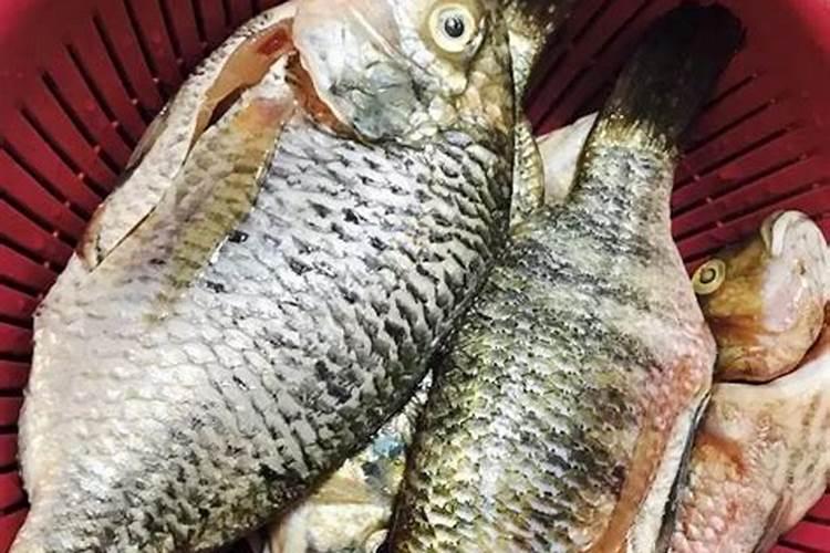 福寿鱼和罗非鱼的区别