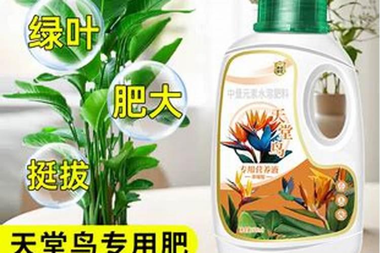 独蒜兰和糯白笈是一种植物吗？