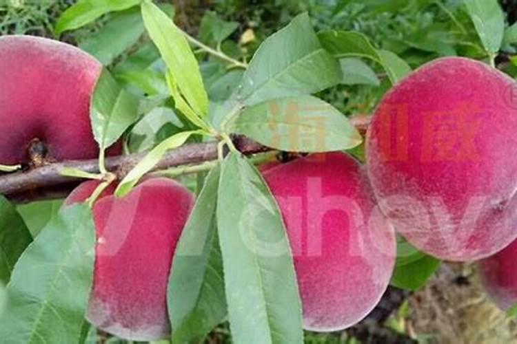 桃子上色增甜高钾什么时候使用