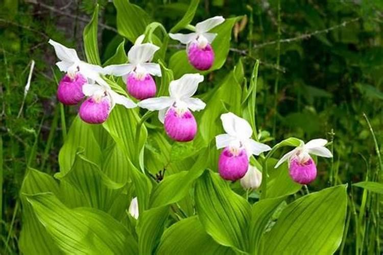 修剪下来的叶子是扔掉还是放进花盆作花肥呢？