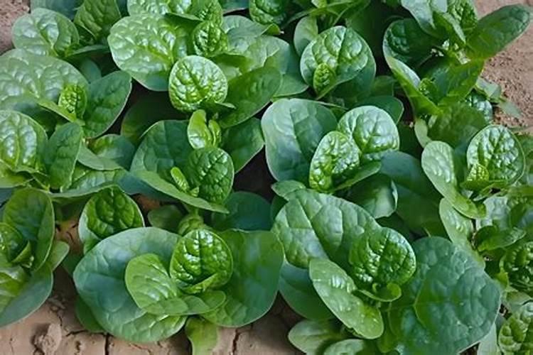 墨兰 叶子 卷曲 图片如下,是什么原因？该怎么办呀？本人刚开始养花...