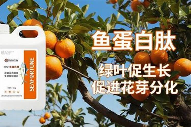 这样养护盆栽橘子树,树茂果多