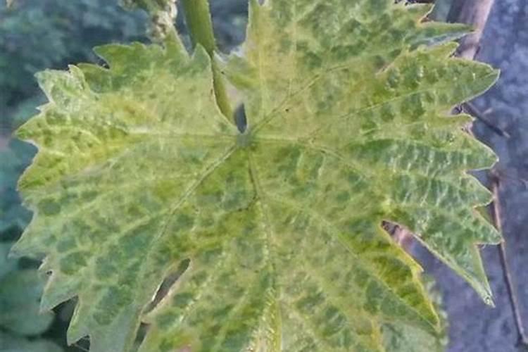 多糖生产厂家排名前十