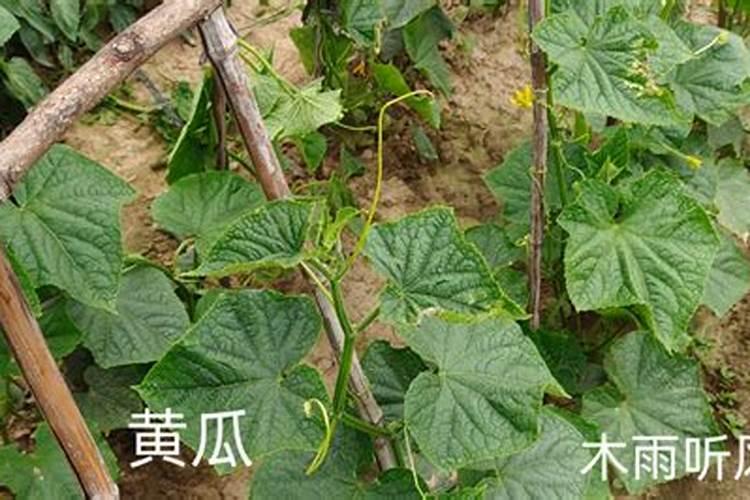 冬季黄瓜定植后温度怎么管理