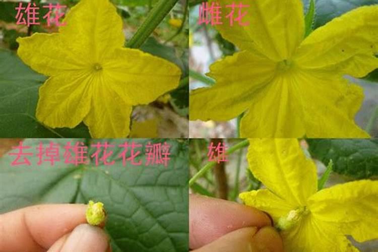 黄瓜只开雄花不开雌花怎么办 黄瓜只开雄花不开雌花要怎么办