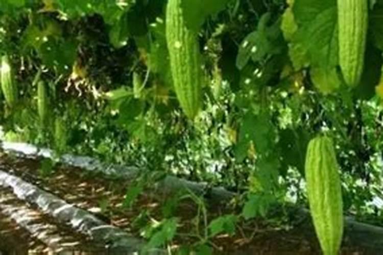 大家都是在哪买的缓控释肥呀？