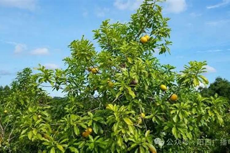 黄晶果树的种植方法
