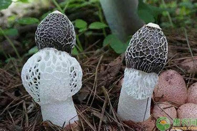 哪种叶面用的钙肥吸收好