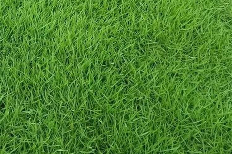 种四季青草施什么肥