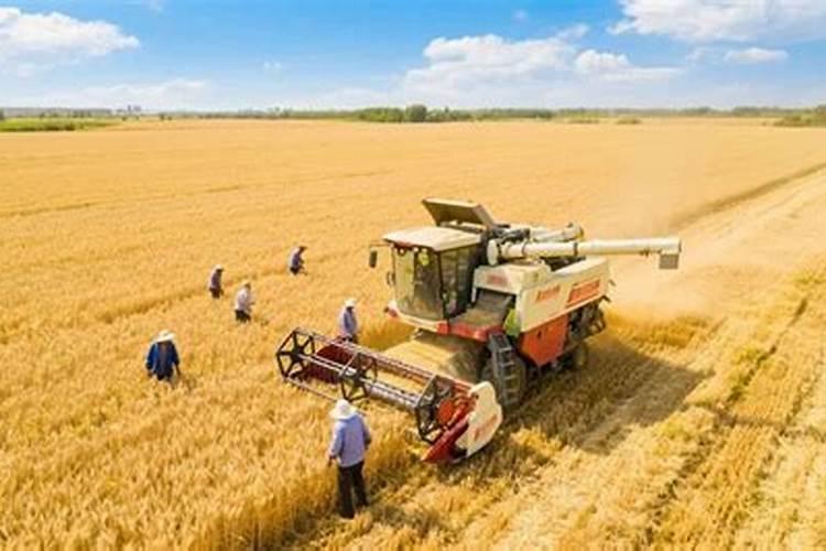 中稻打药最佳时期