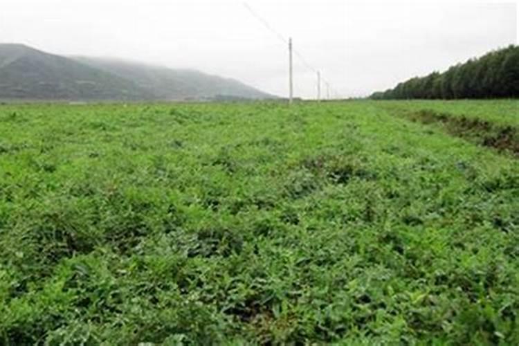 刚买的栀子花怎么浇水