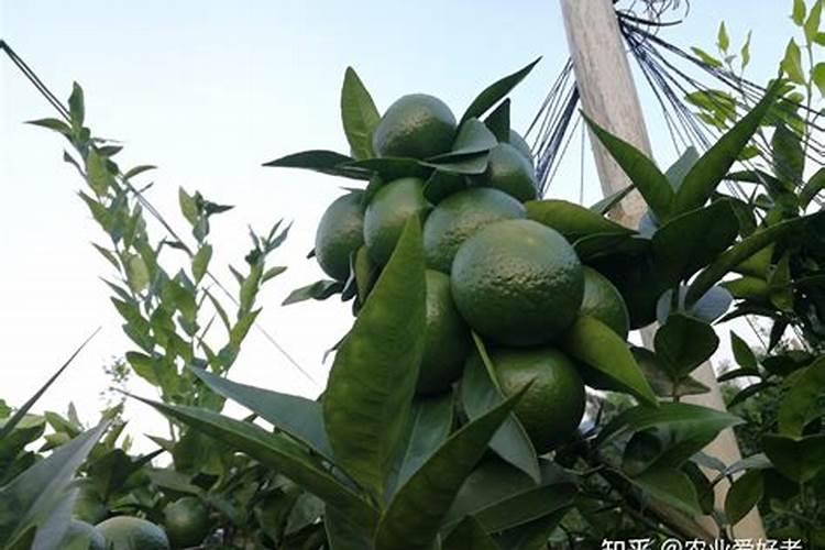 青金桔的正确泡水方法