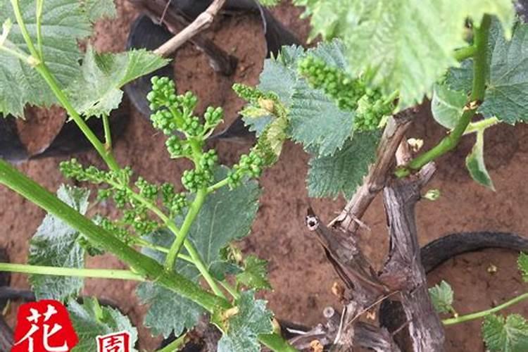 一千斤玉米出多少玉米芯