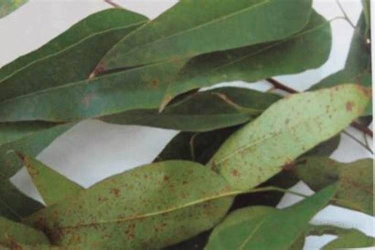 种植速生桉施什么肥料最好？