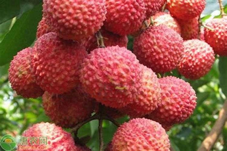 南瓜施什么肥料最好