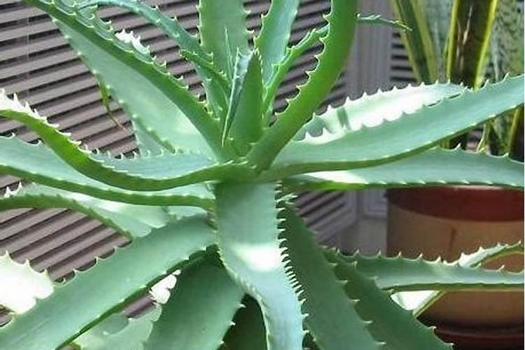 种芦荟浇什么肥料长的比较好