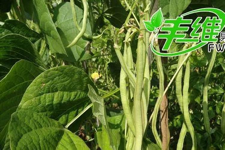 无筋豆高产种植技术