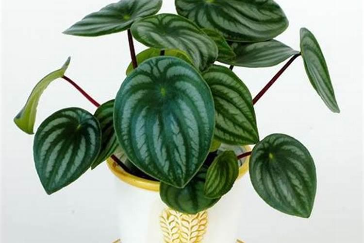 观叶植物施肥要多氮吗