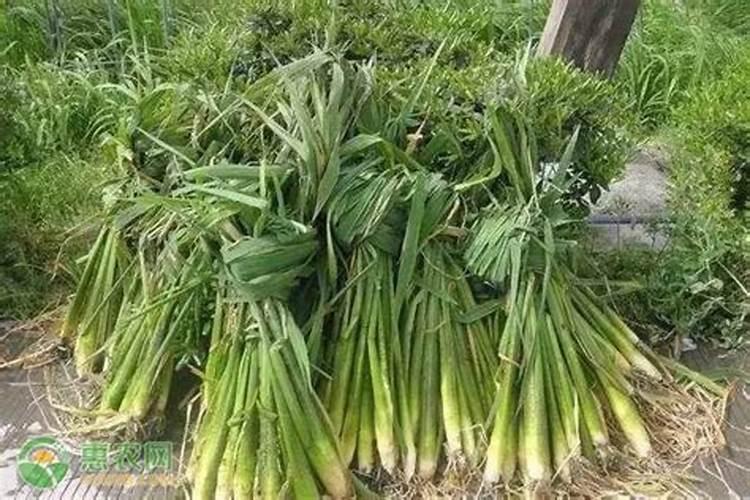 硅肥什么时候施最佳 硅肥应该在什么时候使用