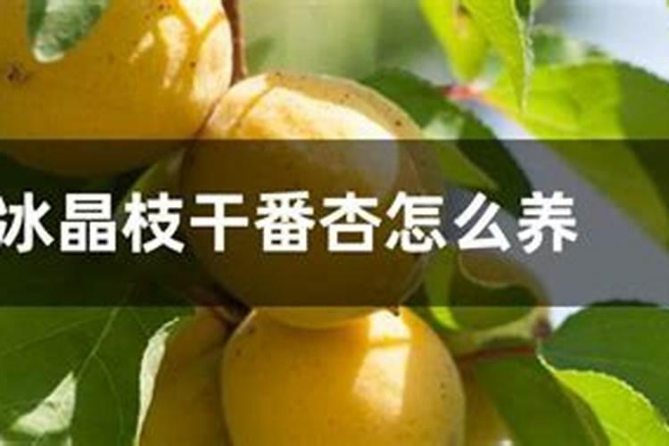 芸苔素喷施后几小时下雨不影响效果