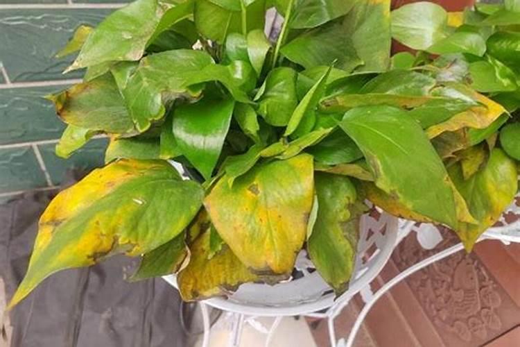 低钾血症应吃什么食物