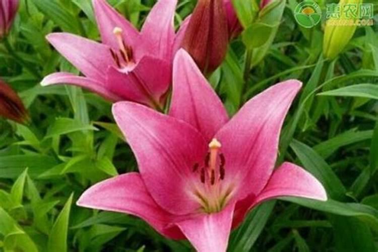 百合有花骨朵了,还可以施肥吗？