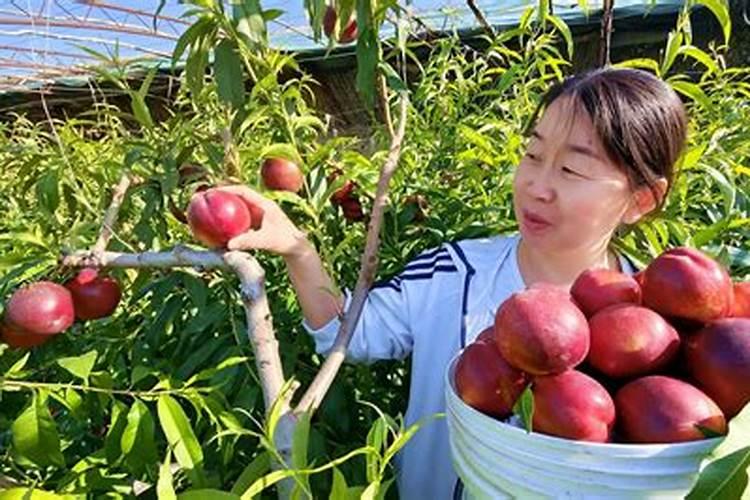 腐植酸水溶肥效果为什么好？如何使用腐植酸水溶肥才能发挥它的优势!百 ...