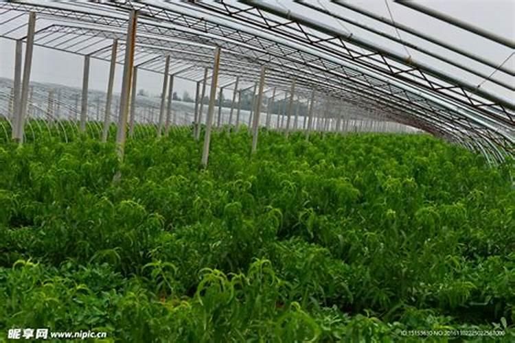 护绿仕含腐植酸水溶肥正确使用方法