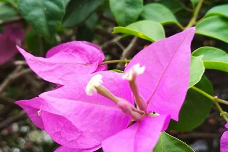 种植的树多久可以施肥 树木种植后何时施肥最合适？