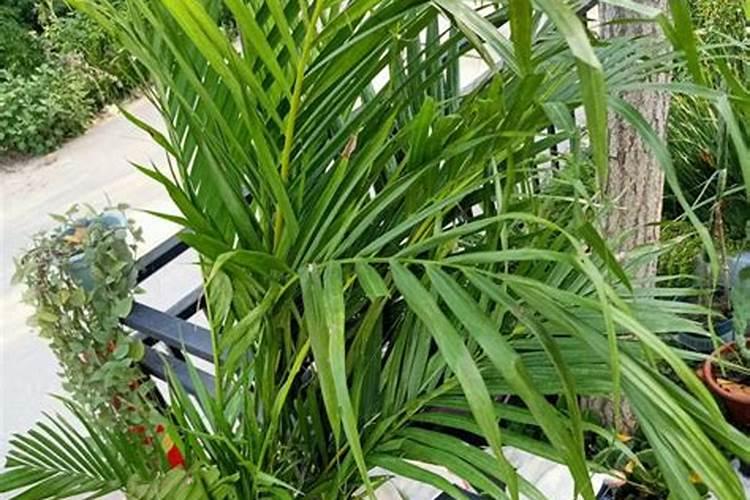 散尾竹怎么浇水方法