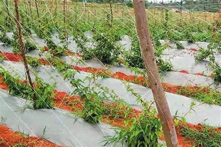 小麦根线虫病是怎么发生的？冲施肥如何使用小麦抗重茬病害能力强百度知 ...