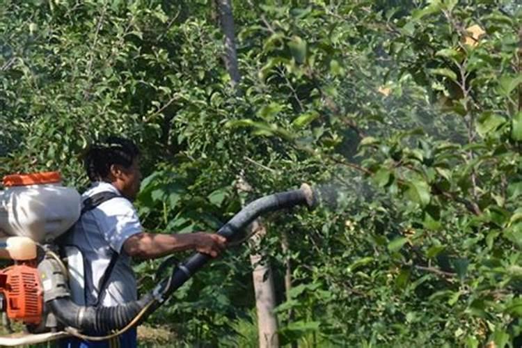 烟苗叶片发黄怎么补救最快