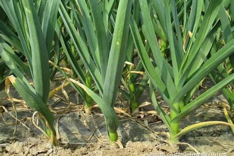 大蒜3月份可以浇水施肥吗