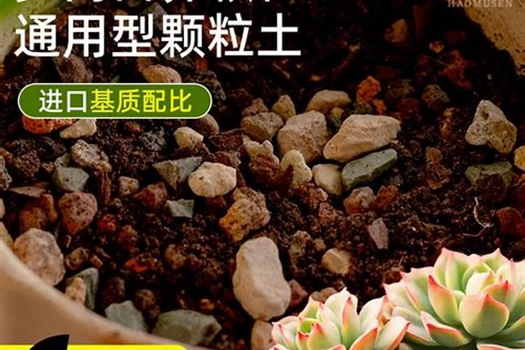 洋牡丹盆栽的养殖方法,怎么浇水