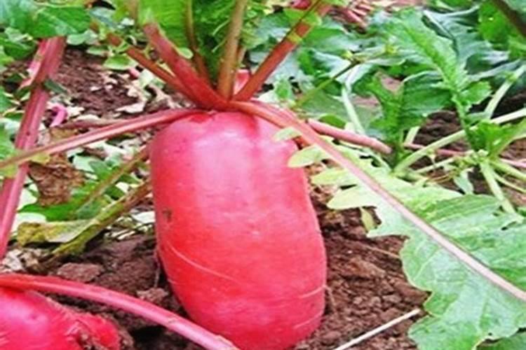 麻笋怎么做才不会麻嘴 麻笋如何做才不会麻嘴