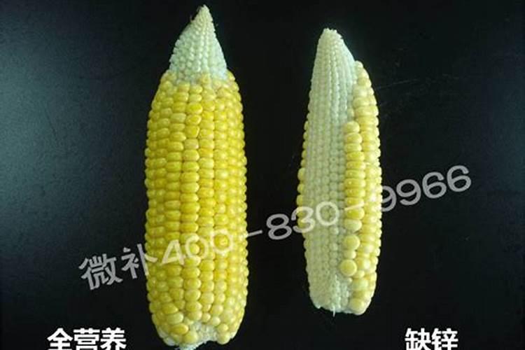 14一羟基芸苔素甾醇会徒长吗