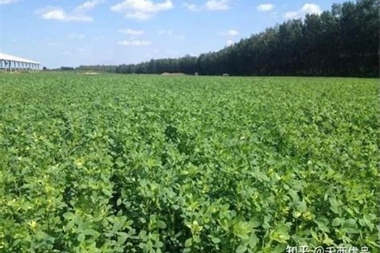苜蓿生产施肥管理
