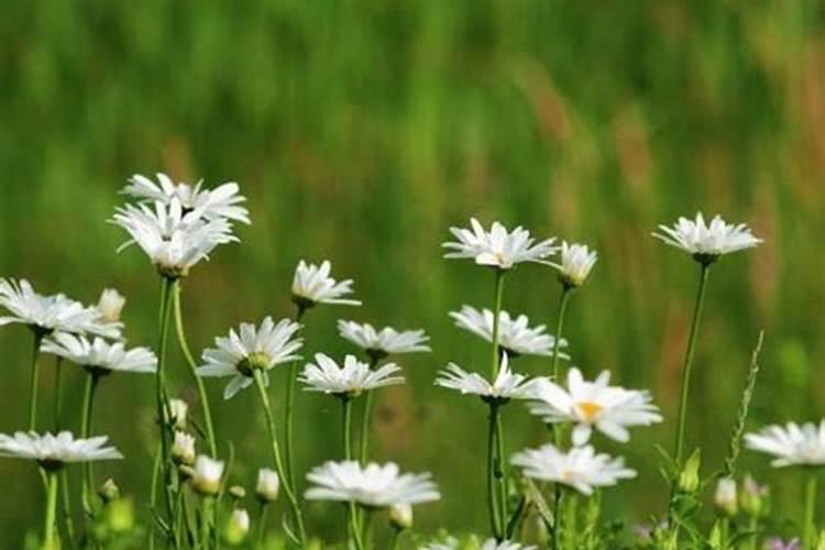 磷酸二氢钾在夏天在多高的温度下适用方法？